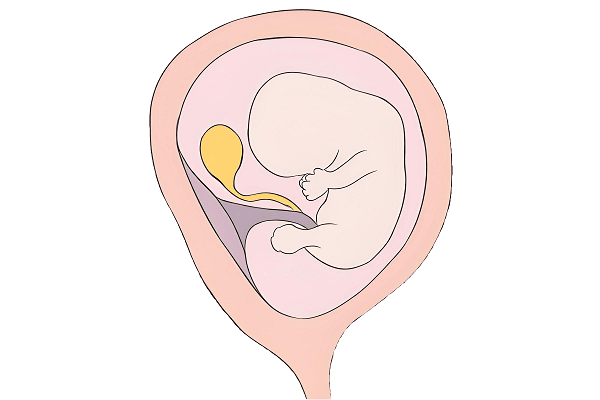 Second Month of Pregnancy Check-Up,Second Month of Pregnancy,Weeks 5-8 of Pregnancy,Early Pregnancy,Pregnancy Period